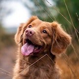 a red dog looking up with his tounge out of his mouth