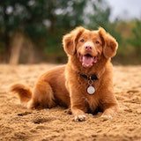 a red dog shich sit on a soil and looking front