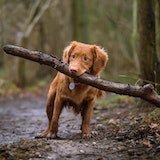 a red dog which holds a stick